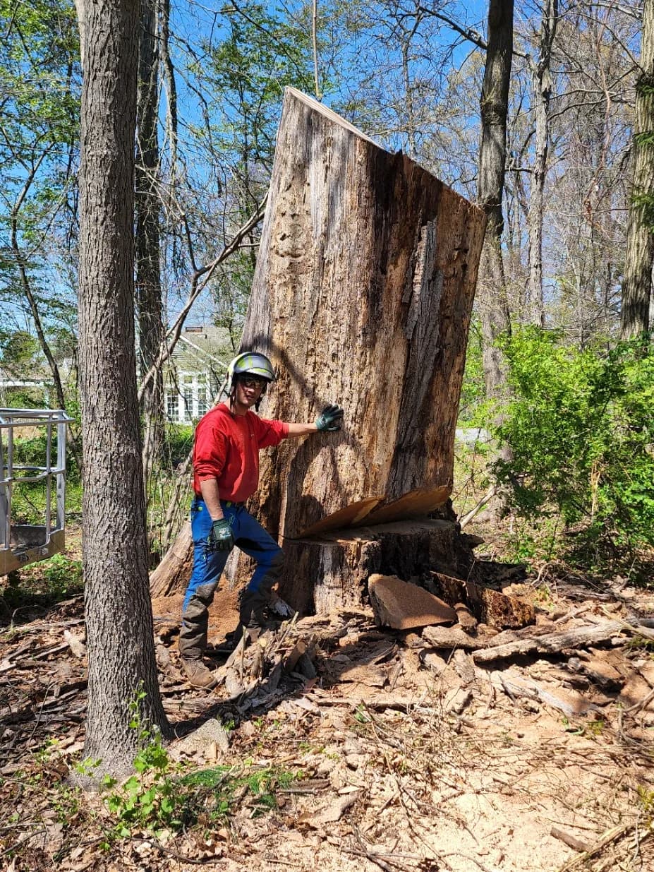 Crew member in a helmet beside a large section of trunk from a tree the crew took down