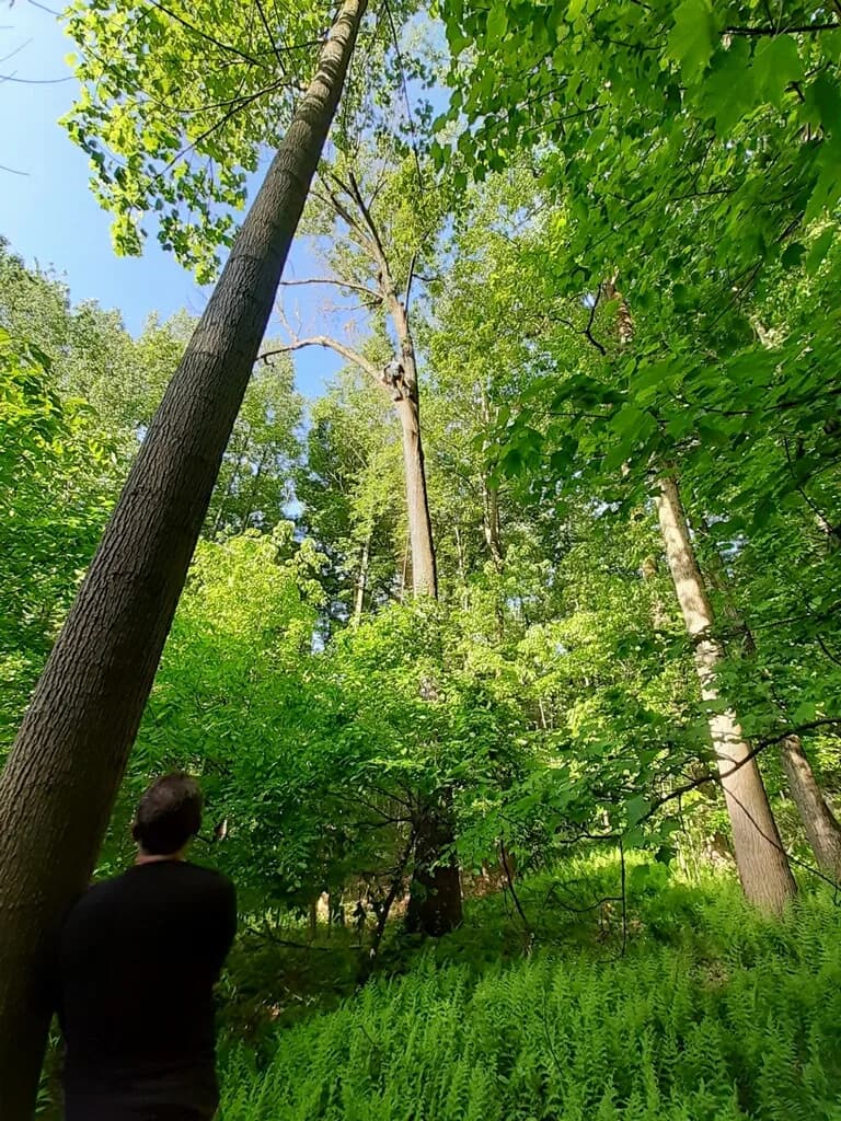 Arborist on the ground watching a climber high in a tall tree in a wooded lot