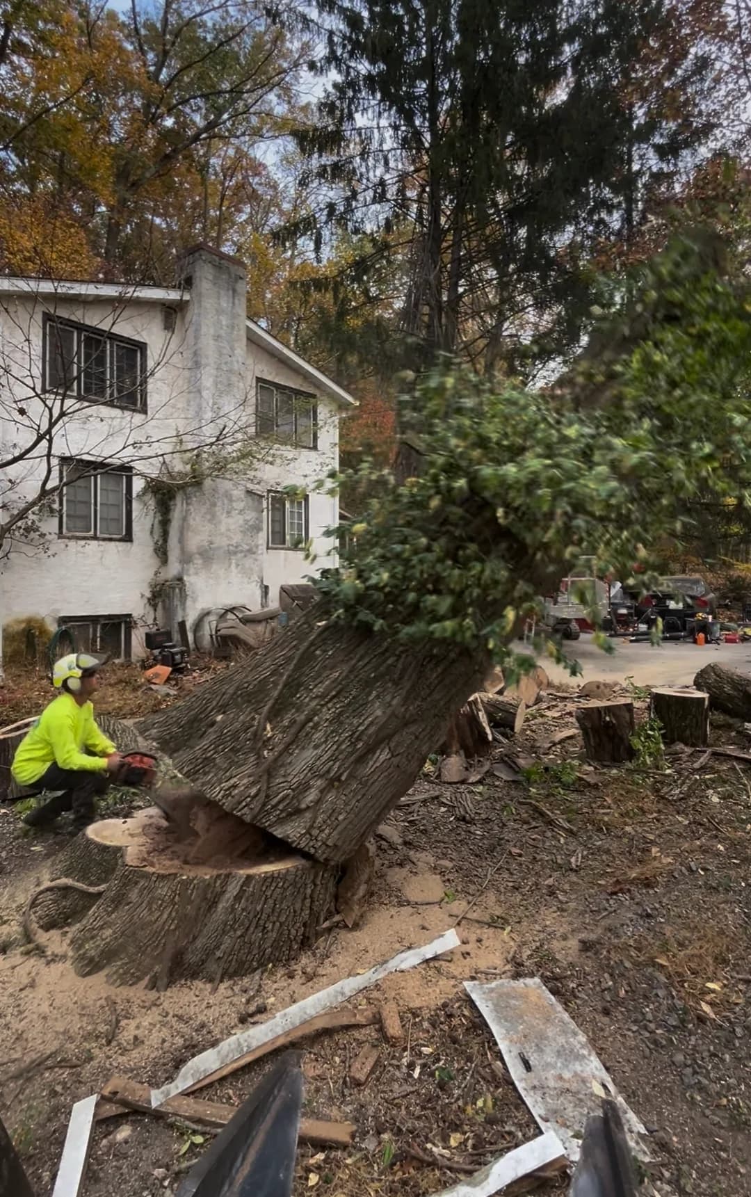 Crew member in a helmet and hi-vis cutting through the base of a large trunk during a removal