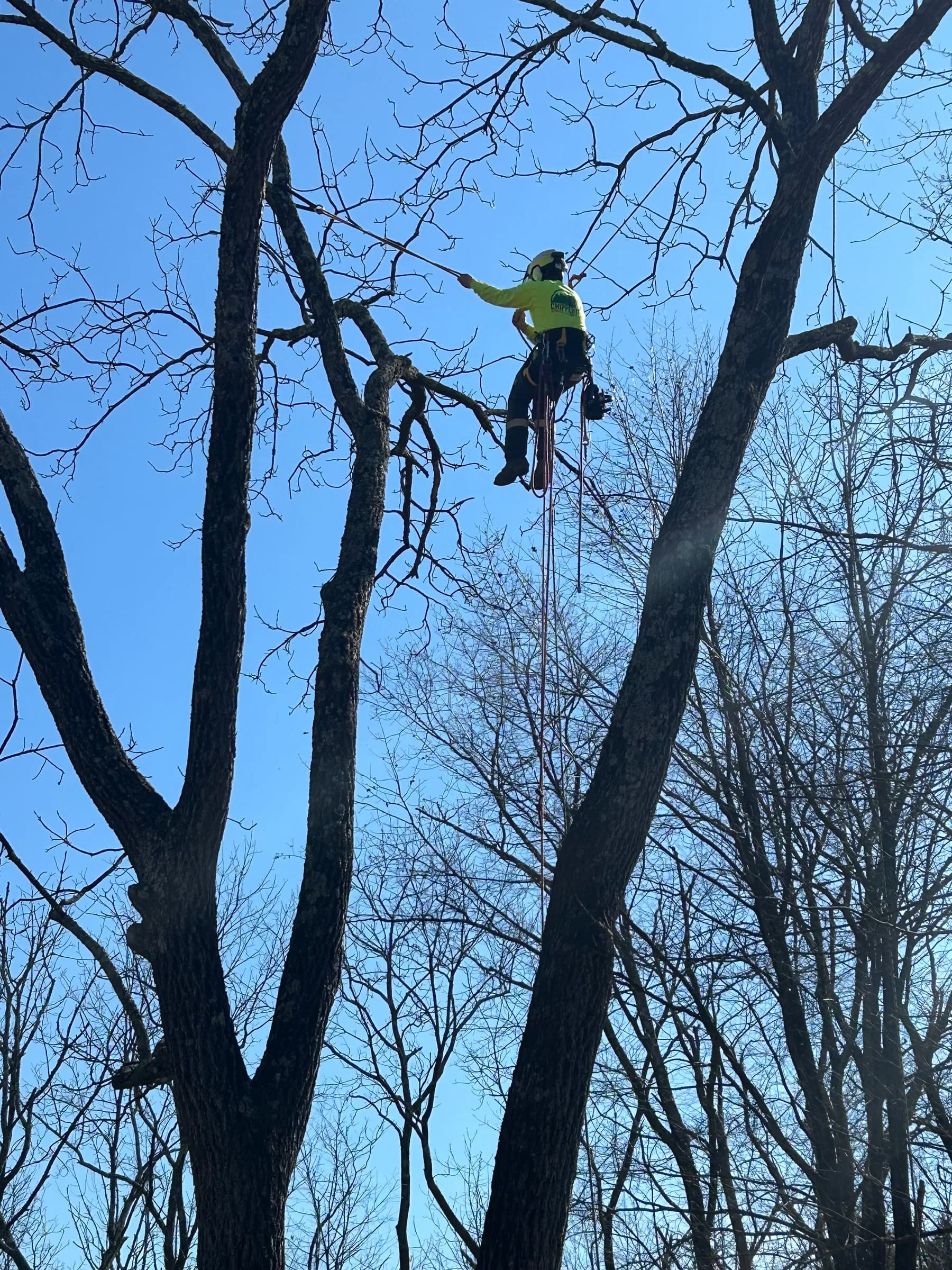 Climber roped high in a bare tree, in a helmet and hi-vis shirt, reaching out with a pole saw